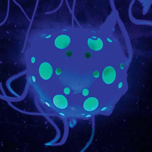 discovery-mindblown-stem-jellyfish-aquarium-lamp-32306066128983_720x-1 discovery-mindblown-stem-jellyfish-aquarium-lamp-32306066128983_720x-1